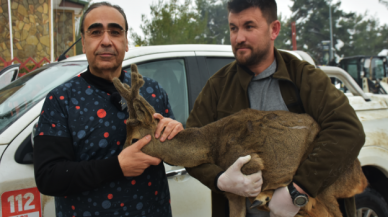 Köpeklerin saldırısına uğrayan karaca tedavi altına alındı