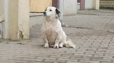 Düzce'de yavrusu çalınan köpek, hayata küstü yemek yemiyor