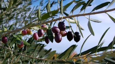 Zeytin yönetmeliğine durdurma kararı