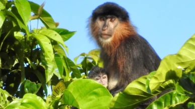 Borneo'da gizemli bir melez maymun görüldü