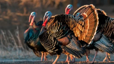 İngilizce'de hindiye 'Turkey' denmesinin ilginç nedeni