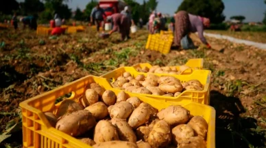 Tarladaki patatesin kilosu 9 lira