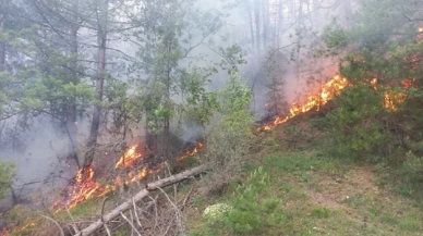 Bolu'daki orman yangınında 1 hektar alan zarar gördü