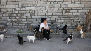 Büyükada'da 4 ayda 700 kedi hayatını kaybetti