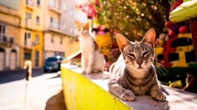 Kedi ölümlerine yol açan salgın iddiasına Adalar Belediyesi'nden yalanlama