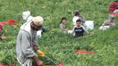 CHP’li Tutdere: Mevsimlik tarım işçileri hak ettiklerini almalı