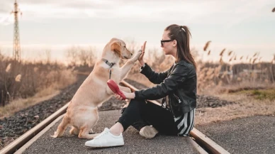 Köpekler niyetimizi anlıyorlar mı?