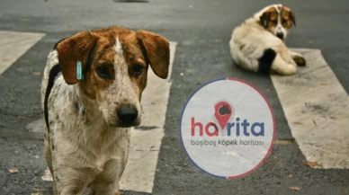 Havrita sokak köpeklerinin katledildiği bir uygulama mı?