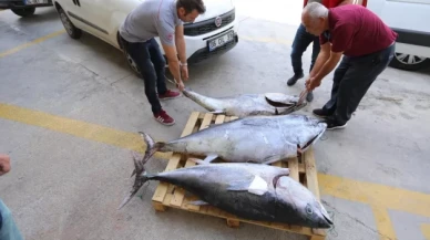 Muğla'da kaçak olarak avlanan 3 orkinos imha edildi