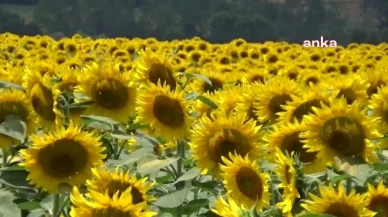 Trakya Birlik ayçiçek taban alım fiyatını 12 TL olarak açıkladı