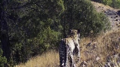 Anadolu leoparı bir kez daha görüntülendi