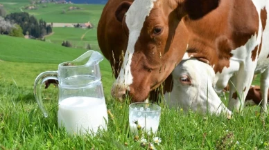 Çiftçiler zarar edince inekler kesime gitti: Süt krizi kapıda