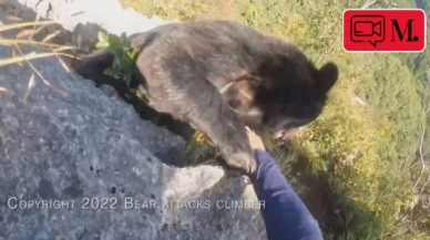 Dağcı, kendisine saldıran ayıyı tekme tokat dövdü