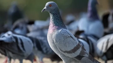 İngiltere'de 'zombi güvercin' salgını