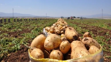 Patates hasadı başladı; 40 bin ton rekolte bekleniyor