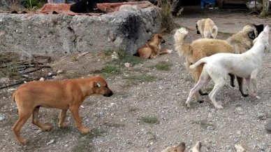 Sokaktaki dostlarımız için Kars'ta barınak