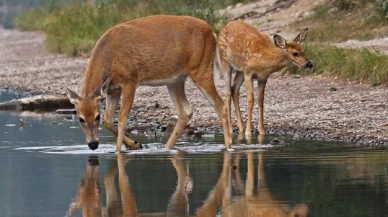 WWF: Yaban hayatı popülasyonunda yüzde 69 düşüş var