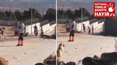 Konya'da köpek katliamı var!