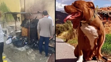 Pitbull cinsi köpeği kafesinde yakarak öldüren kişiye 6 yıla kadar hapis istemi