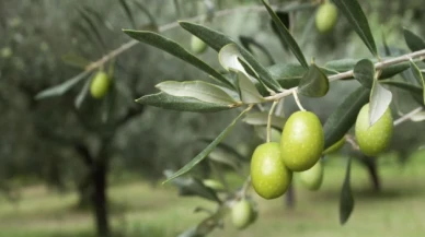 140 yıllık zeytin ağacı 8 bin dolara satışa çıkarıldı