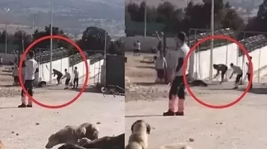 Konya'da köpeklerin kürekle katledildiği vahşette istenen cezalar belli oldu