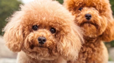 Sosyal medyanın etkisiyle Toy Poddle ve Pomeranian cinsi köpeklere ilgi artıyor