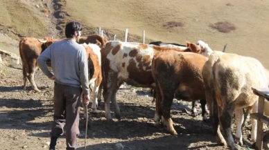 Üniversiteyi bitirip, köyünde çobanlık yapmayı seçti