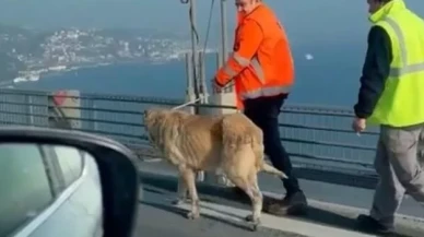 15 Temmuz Şehitler Köprüsü'ne giren köpek, güvenlik görevlilerince yakalandı