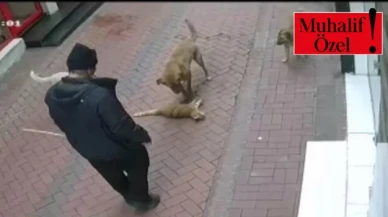 Kedi köpek katliamcısı zihinsel engelli Ahmet K.