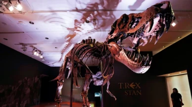 67 milyon yıllık dev T-Rex iskeleti açık artırmayla satılacak