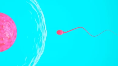 Sperm sayısını ve kalitesini neler etkiliyor?