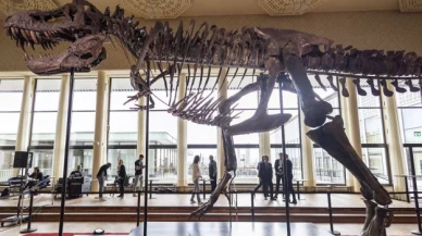 T-Rex iskeleti 6,2 milyon dolara satıldı