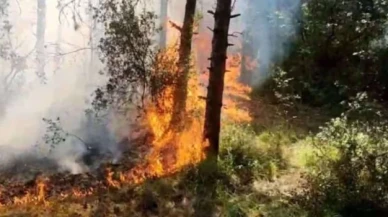 Sultangazi’de orman yangını