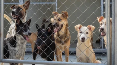 Sahiplendirilemeyen köpekler için uyutma yöntemine gidilmesi planlanıyor