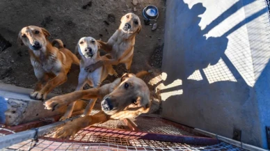 Sahipsiz köpekler sorununu, İspanya barınaklar ve kısırlaştırma sayesinde çözdü