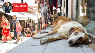 HAYTAP, Meclis’e sokak hayvanları ile ilgili rapor ve çözüm önerilerini sundu