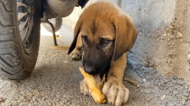 Ayşenur Arslan'dan sokak hayvanlarına yönelik katliam yasası için evet oyu veren vekillere: Dilerim öldürttüğünüz her köpek kâbusunuz olur!