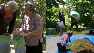 Karadenizli fındık üreticisinin fındık fiyatlarına tepkisi sürüyor: Güveneceğimiz hiçbir dal kalmamış