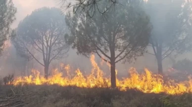 Yalova Armutlu'da yangın!