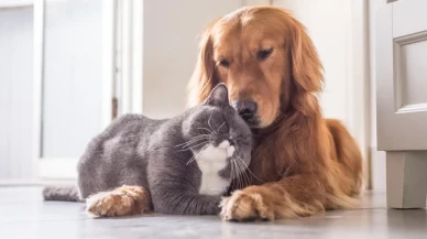 Kedi ve köpeklerin idrarlarını kaçırmasının sebebi nedir?