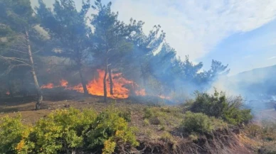 Hatay Arsuz'da orman yangını