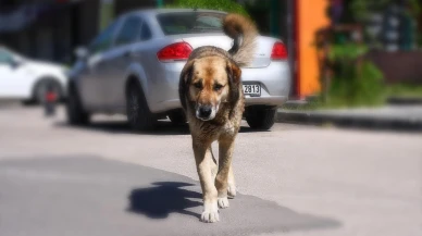 Sahipsiz köpekleri toplamayan belediyelere 71 bin TL ceza