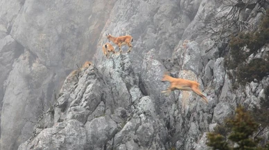 Dağ keçisini avlayıp sucuk yapan kişiye rekor ceza