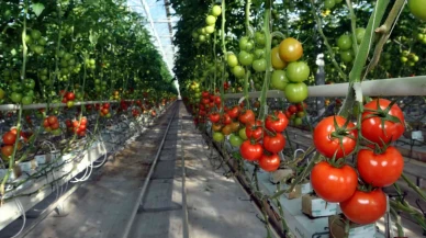 Tarım ürünleri üretici fiyat endeksi şubat ayında yükseldi