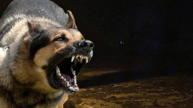 Konya’da 2 yaşındaki bebek sahipsiz köpeklerin saldırısında hayatını kaybetti