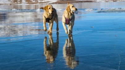 Balık Gölü'nün buzla kaplı yüzeyinde oyun oynayan köpekler izleyenleri gülümsetti