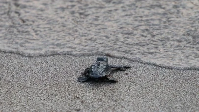 Patara'da caretta caretta yavruları denizle buluştu