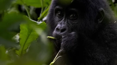 Uganda'da yağmur ormanlarındaki 17 bireyli goril ailesi görüntülendi