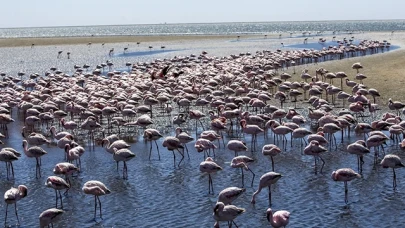 Afrika sahillerinde bir flamingo cenneti: Walvis Bay Lagünü