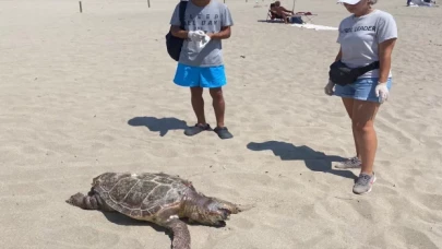 Antalya’da kıyıya vuran caretta carettanın plastik atıklardan öldüğü belirlendi